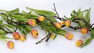 tulipany