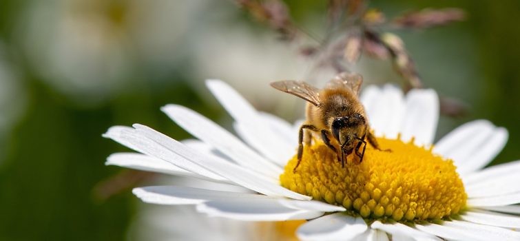 daisy 7291228 1280 e1718198814320 755x350 - Ruszyła kolejna edycja „Programu poprawy warunków fitosanitarnych rodzin pszczelich poprzez wsparcie zakupu pokarmów pszczelich”